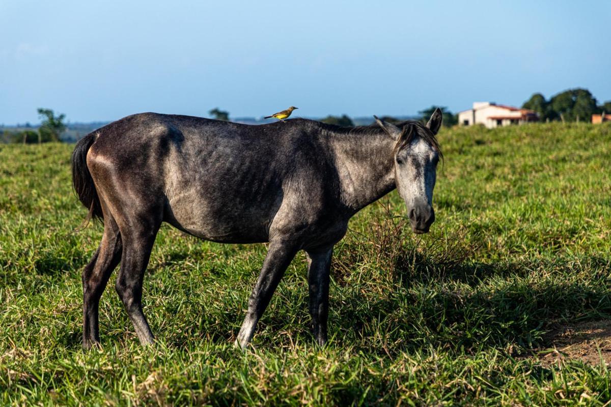 Fazenda Hotel Candeal Conceicao de Jacuipe Zewnętrze zdjęcie